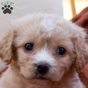 George, Cavachon Puppy